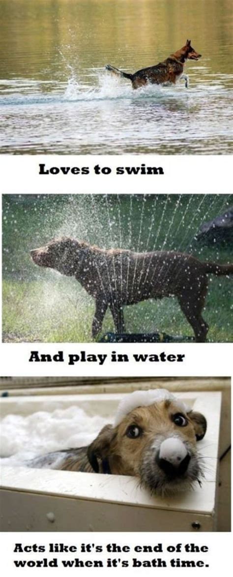 27 Things Only Dog Owners Can Relate To Dog Logic Funny Animal