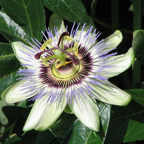 Pasiflora Edulis Seeds Purple Granadilla Seeds