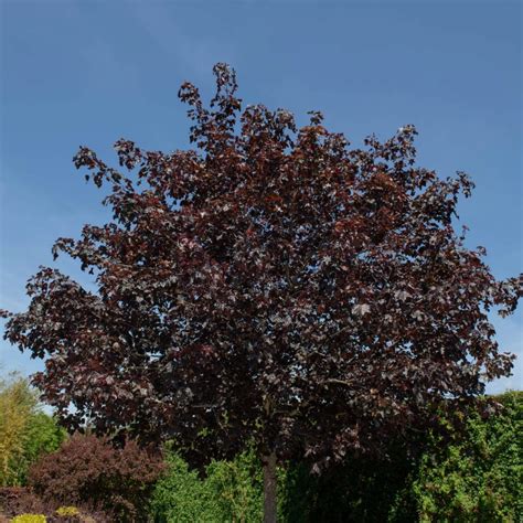 Blut Ahorn Acer Platanoides Crimson King