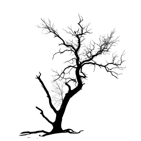 Black Dead Tree Silhouette Tree Silhouette Dead Tree Tree Png