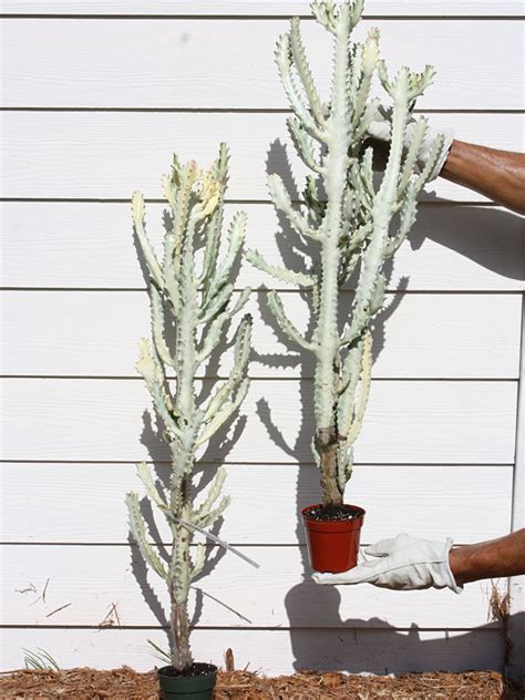 Lg Euphorbia Lactea White Ghost Cactus Euphorbiaceae Thorny Bastards