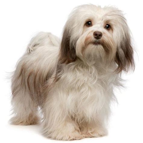 10 Best Havanese Haircut: How to Make Them Look Even More Lovely ...