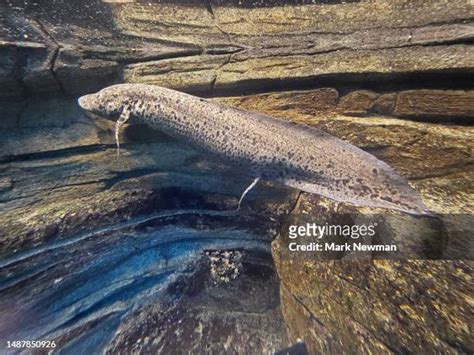 African Lungfish Fotografías E Imágenes De Stock Getty Images