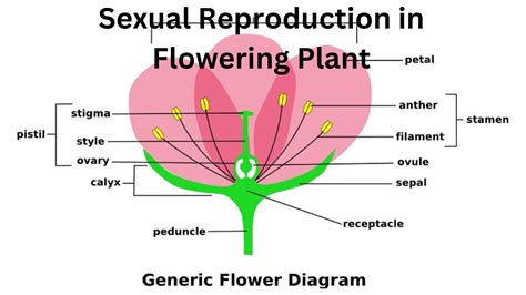 Flowers A Fascinating Organs Of Angiosperms Biology Extra