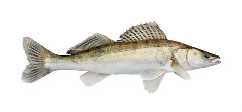Zander: Fischkunde und Steckbrief | 16er-Haken.de