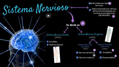 Sistema Nervioso Central Real 