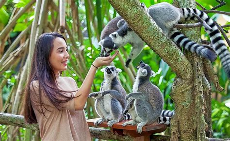 Bali Zoo Tickets Explore Over 12 Hectares Of Area