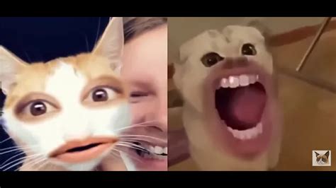 😹 Funny Videos For Cats 2020 Tik Tok 😻funny To Cry Tik Tok Cats