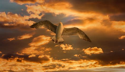 Gull Bird Flying Free Photo On Pixabay Pixabay