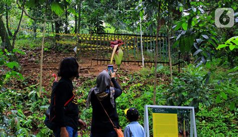 FOTO Bunga Bangkai Jadi Daya Tarik Wisatawan Kebun Raya Bogor Foto