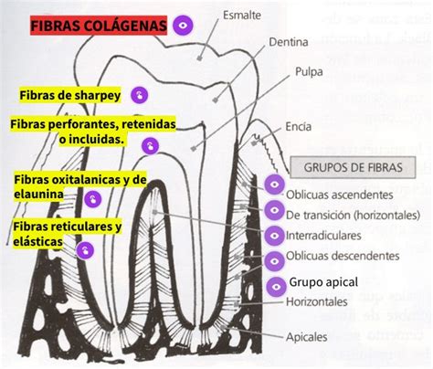 Triángulo de Sedillot Anatomía y función en el cuello y cabeza