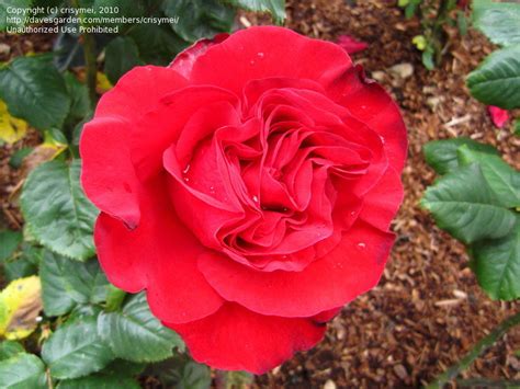 Роза Легенда Фото И Описание – Telegraph