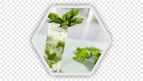 Ginebra y tónica cóctel mojito ron mojito vegetales de hoja comida