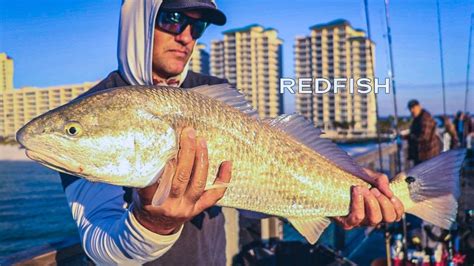 How To Catch Redfish From The Pier Mastery Course Preview Youtube