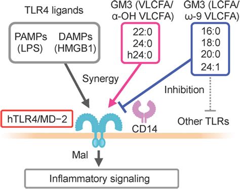 Frontiers Pathophysiological Significance Of Gm3 Ganglioside