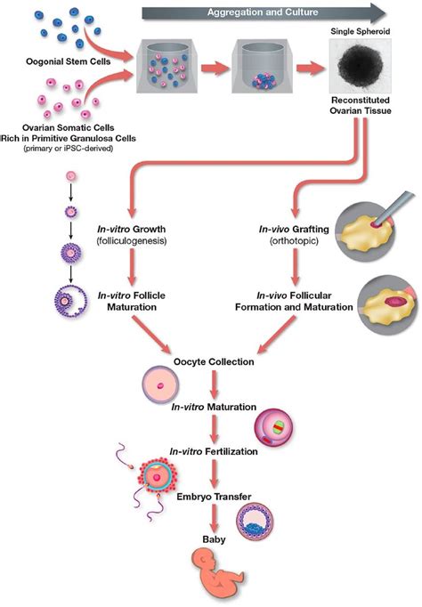 Working Model For Ex Vivo Reconstitution Of Autologous Human Ovarian