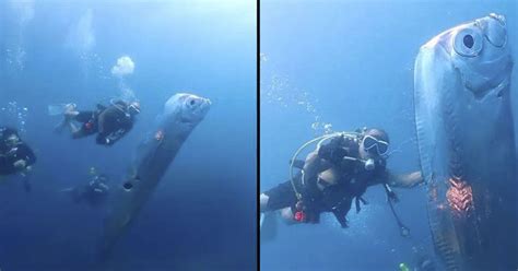 Rare Encounter With OarFish Filmed By Divers In Taiwan The Premier Daily