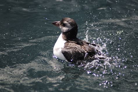 Baby Puffin - Serenity Farne Islands Boat Tours and Trips