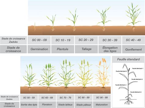 Comprendre la relation entre les stades de croissance des céréales et