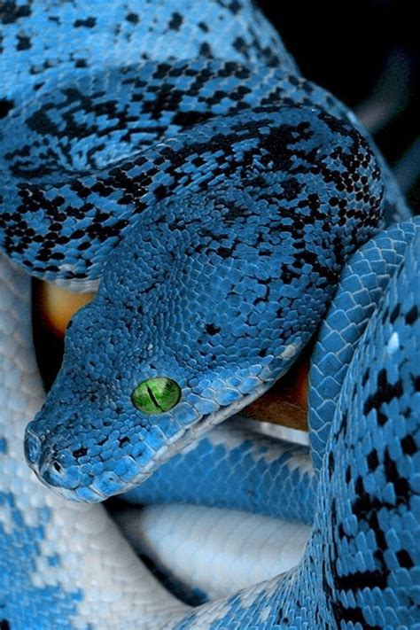 Amazing Blue Snake Snake Colorful Snakes Beautiful Snakes