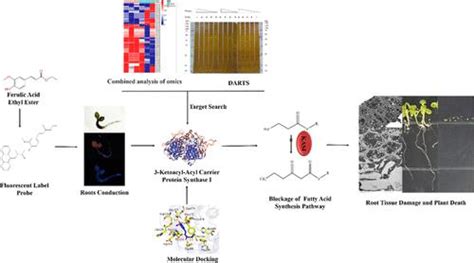 Herbicidal Active Compound Ferulic Acid Ethyl Ester Affects Fatty Acid