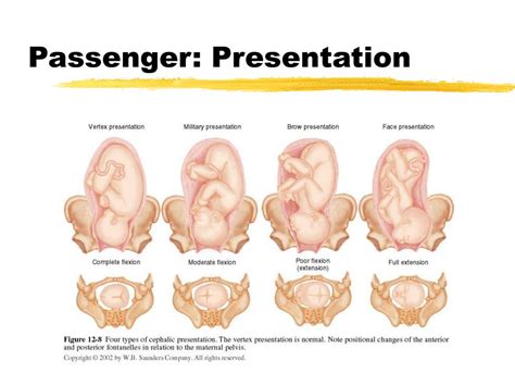 Ppt The Birth Process Powerpoint Presentation Free Download Id6848169