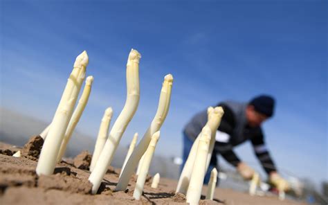 Spargel Warum Riecht Urin Nach Dem Spargelessen