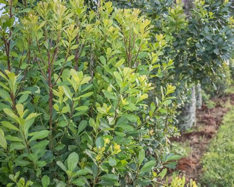 Saiba Como Funciona O Cultivo De Erva Mate Na Pr Tica Agrorural Net