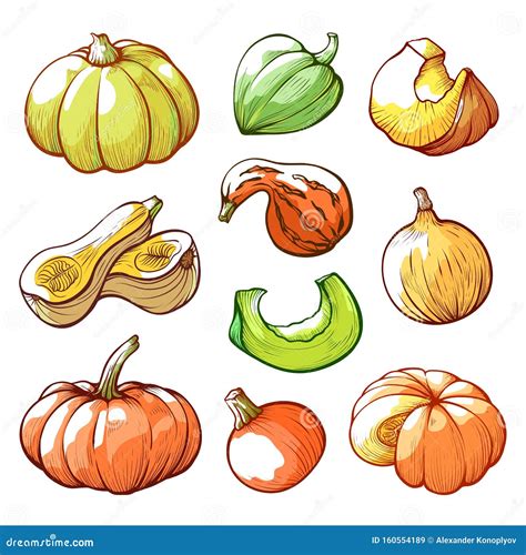 Sliced And Whole Pumpkins Hand Drawn Vector Illustrations Set Stock