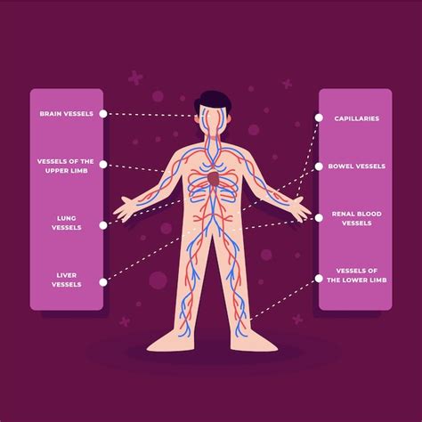 Infograf A Del Sistema Circulatorio En Dise O Plano Vector Gratis