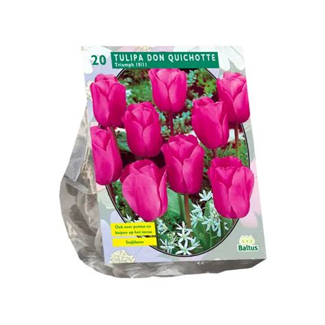 Tulipan L G Tulipa Don Quichotte Pakke Med L G Plantorama