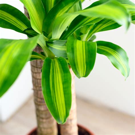 How To Care For Dracena Fragrans Dracena Care Tips Piantica