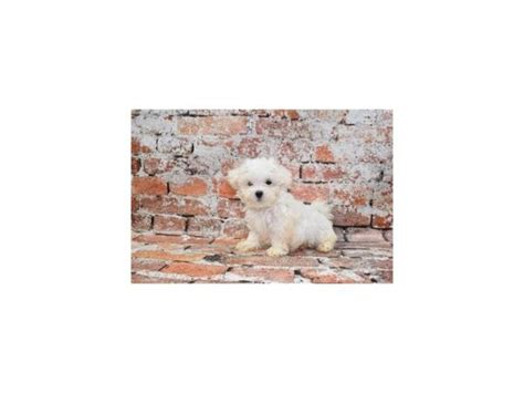 Malti Poo Small Animal White Id28631 Located At Petland Lake St Louis