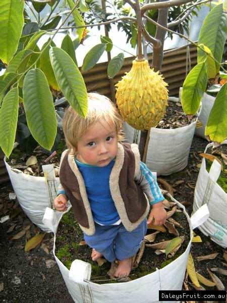 Buy Rollinia Brazilian Custard Apple Fruit Tree - Rollinia mucosa