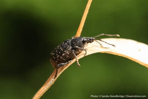 How To Get Rid Of Boll Weevils In Garden Garden Likes