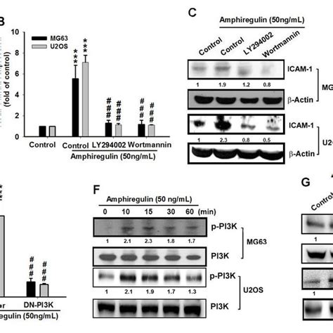 PI3K Signaling Regulates The AREG Response In Human Osteosarcoma A C