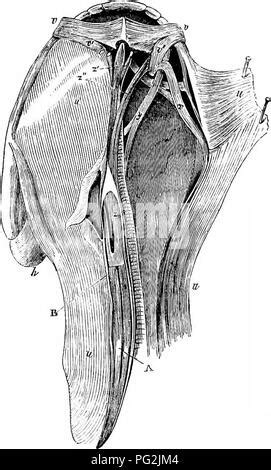 L Anatomie Compar E Anatomie Comparatif C Angular Gyrus Occipital