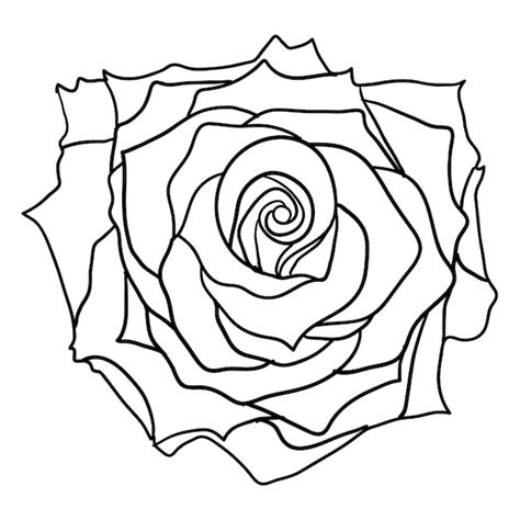 Hermoso Dibujo De Una Flor Rosa Sobre Un Fondo Blanco Vector Premium