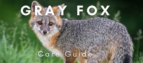 Pet Gray Fox Care Guide - Exotic Pet Wonderland