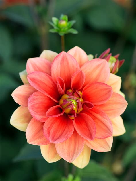 50 Dahlias to Drool Over - Sunset Magazine