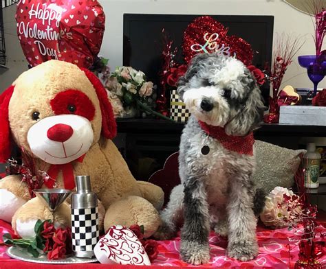 Cara Mia Pet Resort - Home | Facebook