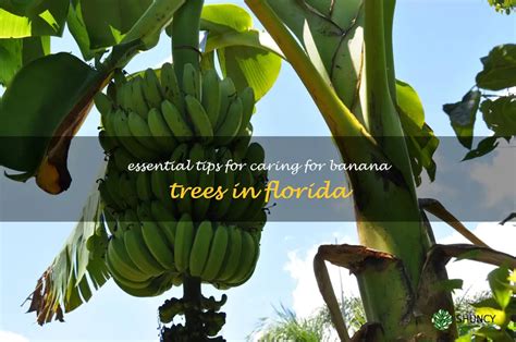 Essential Tips For Caring For Banana Trees In Florida | ShunCy