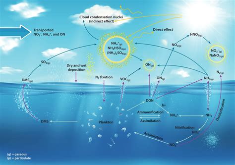 12 Fascinating Facts About Nitrogen Cycle