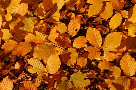 Trees Planet Fagus Sylvatica European Beech