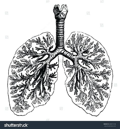 Human Lungs Drawing at PaintingValley.com | Explore collection of Human ...