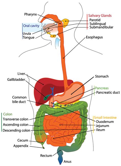 22.1C: Organs of the Digestive System - Medicine LibreTexts