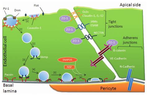 Schematic Localization Of Proteins Involved In Transcellular And