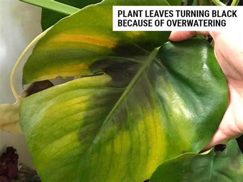 8 Causes Of Black Leaves On Plants And How To Fix World Of Garden