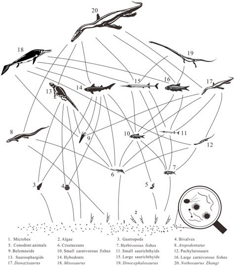 Hypothesized Food Web Of The Luoping Biota Updated From Hu Et Al