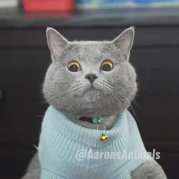 The Ultimate Viral Cat Video : AaronsAnimals : Free Download, Borrow ...